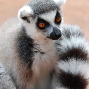 Maki in French and Malagasy, Ring-tailed lemur in English. Emblem of Madagascar, makis are easily recognized by their tails ribbed black and white. When they walk on the ground, they hold it in the air like a question mark.